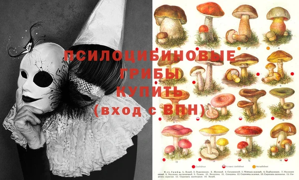 apvp Верея